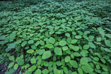 Oka National Park Quebec Canada
