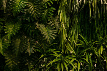 Fototapeta na wymiar Full Frame of Green Leaves Pattern Background, Nature Lush Foliage Leaf Texture, tropical leaf