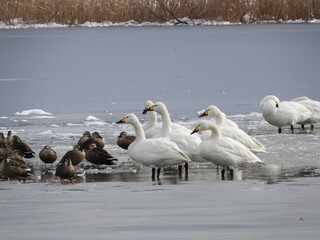 Obraz premium 白鳥