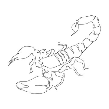 Scorpions line art drawing style, the Scorpions sketch black linear isolated on white background, the best Scorpions line art vector illustration.