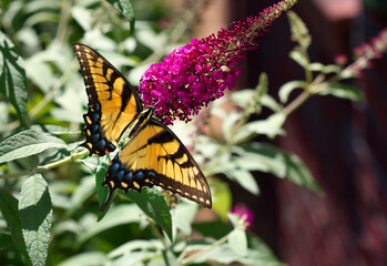 A tiger swallowtail butterfly on a butterfly bush.