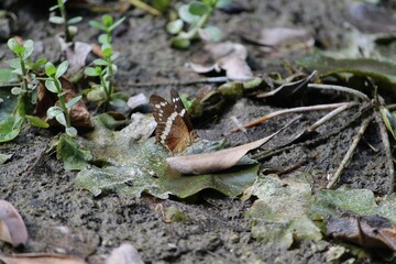 close up of a butterfly