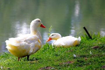 duck and ducklings