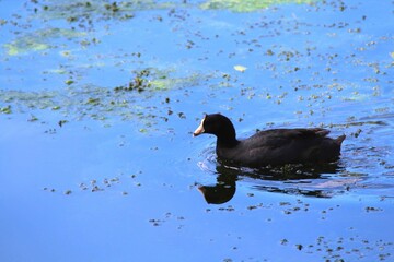 great crested grebe