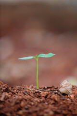 green plant growing in soil