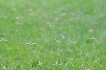 Closeup of Beautiful Many flowers of grass grow along the roadside with blurry background in the morning.