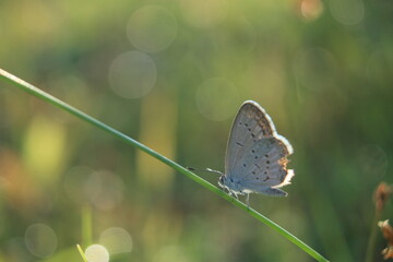 little butterfly perched on the grass on a green background