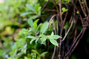 Closeup of Drops of water on the green leaves after the rain stops with natural background.