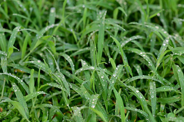 Fototapeta na wymiar Closeup of Drops of water on the green leaves after the rain stops with natural background.