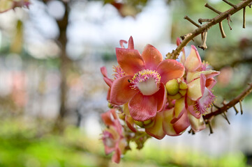 Close up Cannonball tree flowers, sala tree, shorea robusta with natural background in Thailand.