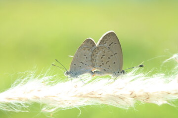 little butterfly mating on a green background