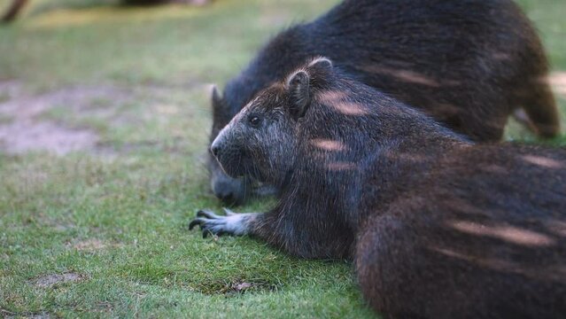 Pair Of Cuban Hutias Feeding On Grass In The Field. close up, slow motion
