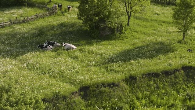 Domestic Dairy Cattles Lying On The Green Grass During Summer In Daba, Georgia. - aerial approach 