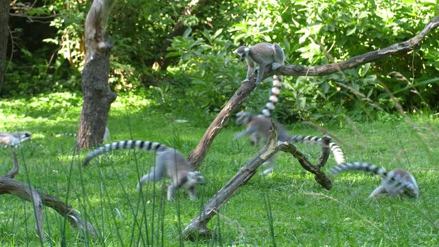 Conspiracy Of Ring-tailed Lemurs Playing Around In The Zoo. wide