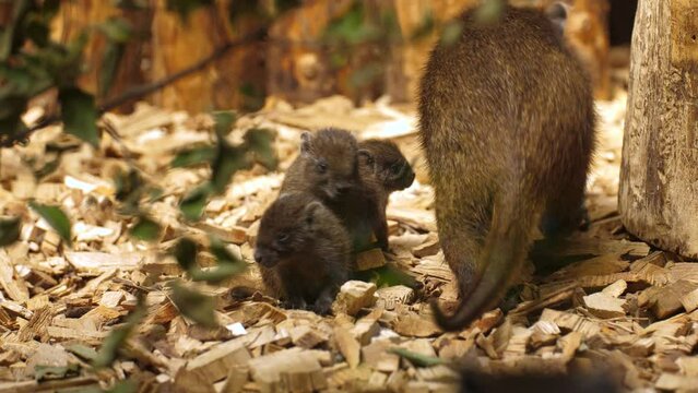 Adult Desmarest's Hutia Walking By Three Young Hutias In The Wilderness. close up