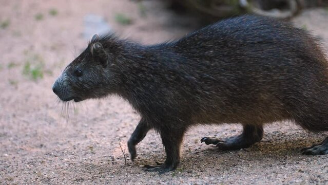 Close Up Of A Rare Cuban Hutia Rodent Walking On The Ground In Slow Motion.