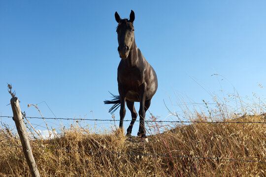 black horse grazing free on the blue sky