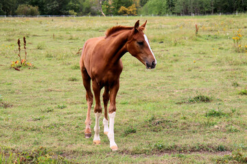 Obraz premium Horses graze in the meadow