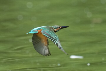 kingfisher in flight