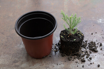 In process of repotting young sequoia tree in the new pot