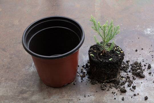 In process of repotting young sequoia tree in the new pot