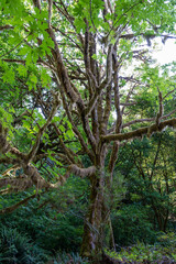 Moss covered tree branches in the Hoh Rainforest in Olympic National Park