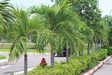 Fototapeta premium Cambodia. Adonidia is a genus of flowering plants in the family Arecaceae, native to the Philippines and Borneo.