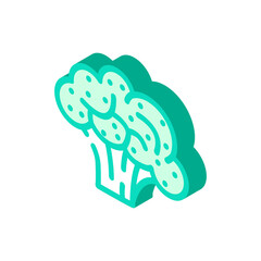 broccoli plant isometric icon vector. broccoli plant sign. isolated symbol illustration