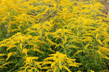 Yellow meadow flowers on a field in autumn, Yellow tansy flowers