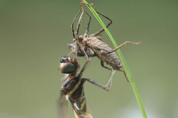 a dragonfly that has just hatched from its egg