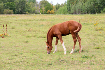 Fototapeta premium Horses graze in the meadow