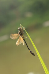 dragonfly perched on a weed leaf on a green background