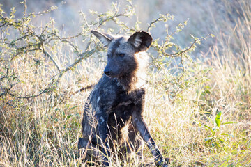 A specimen of Lycaon relaxing in the middle of the African savannah, this carnivorous wild dog lives in the wildlife in large communities and approach safaris and are feared by hyenas.