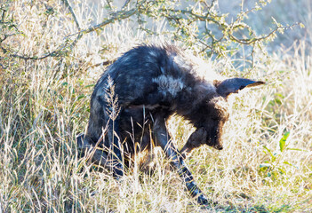 Lycaon relaxed in the middle of the African savannah, this carnivorous dog lives in large communities and they are very dangerous animals feared by hyenas when they are in packs.