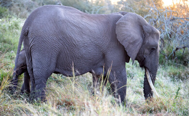Naklejka na ściany i meble The African elephant of the African savannah of South Africa is the largest land mammal in existence, the star of safaris and one of the five big ones in Africa.