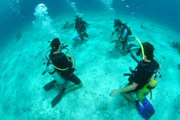 scuba diver and divers