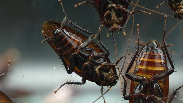 ガラスの壁にくっつくクロゴキブリ達