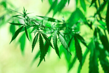 Cannabis plantation in the Chui valley. Bushes of cannabis by a stern plan. Leaves of narcotic plants for the manufacture of anasha. Hemp. marijuana