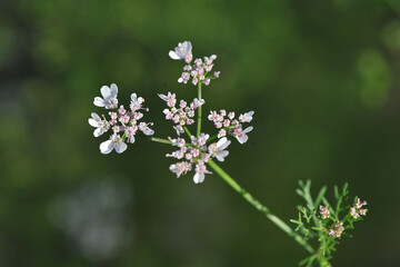 Coriander blossom on its plant with selective focus.