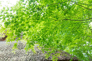 Obraz premium 夏の京都の小さな美しいもみじの青葉