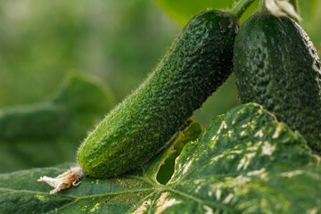 green cucumber on a branch
