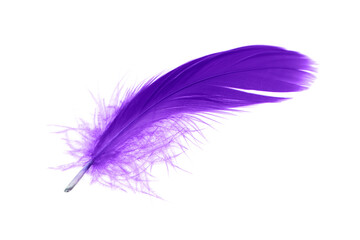 Purple Feather Isolated on White Background. 