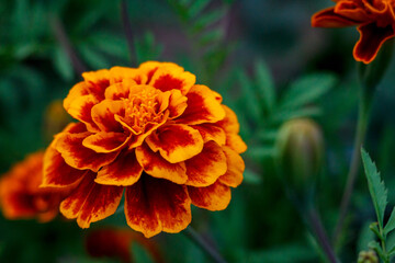 Beautiful marigolds