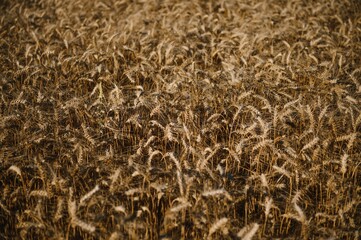 Wheat field. Ears of golden wheat. Beautiful Sunset Landscape. Background of ripening ears. Ripe cereal crop. close up