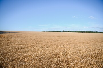 Wheat field. Ears of golden wheat. Beautiful Sunset Landscape. Background of ripening ears. Ripe cereal crop. close up