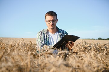 Farmer is standing in his growing wheat field. He is examining crops after sowing.