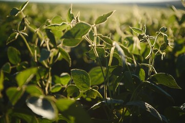 Dramatic landscape at sunset. Soybean lit by sunrays. Selective focus on detail.