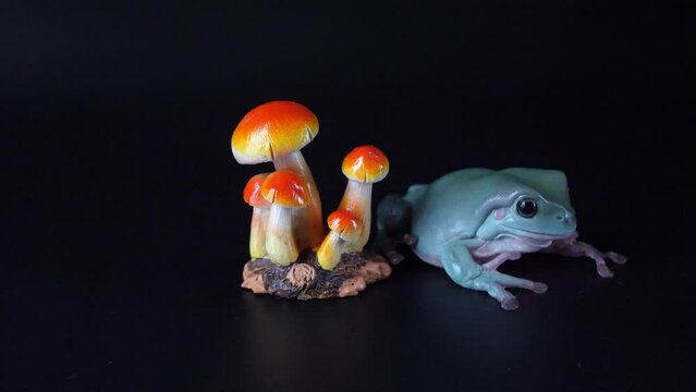 キノコとイエアメガエル