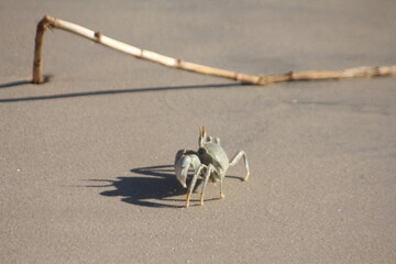Sand Crab and Its Shadow on the Beach, Morondova, Madagascar
