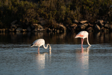 Flamingoes in natural environment at salt lake in Majorca, Spain © JuanM